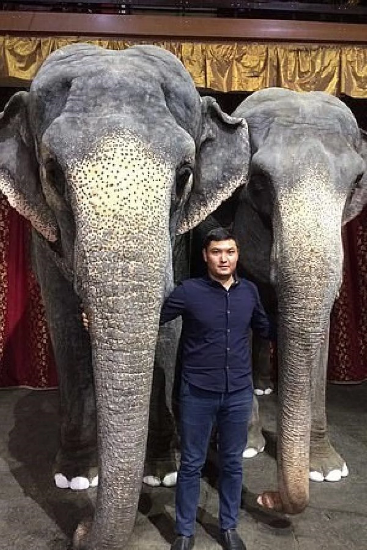Rusya\'da sirk eğitmenin belini kıran fillere gösteriden men cezası