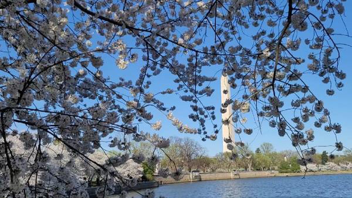 Washington\'da Japon kiraz çiçekleri açtı