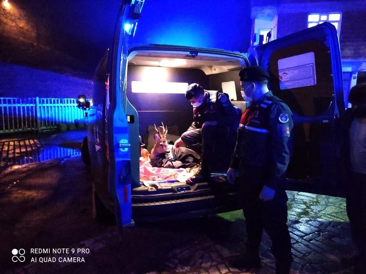 Son dakika... Yaralı karacayı jandarma devriyesi buldu
