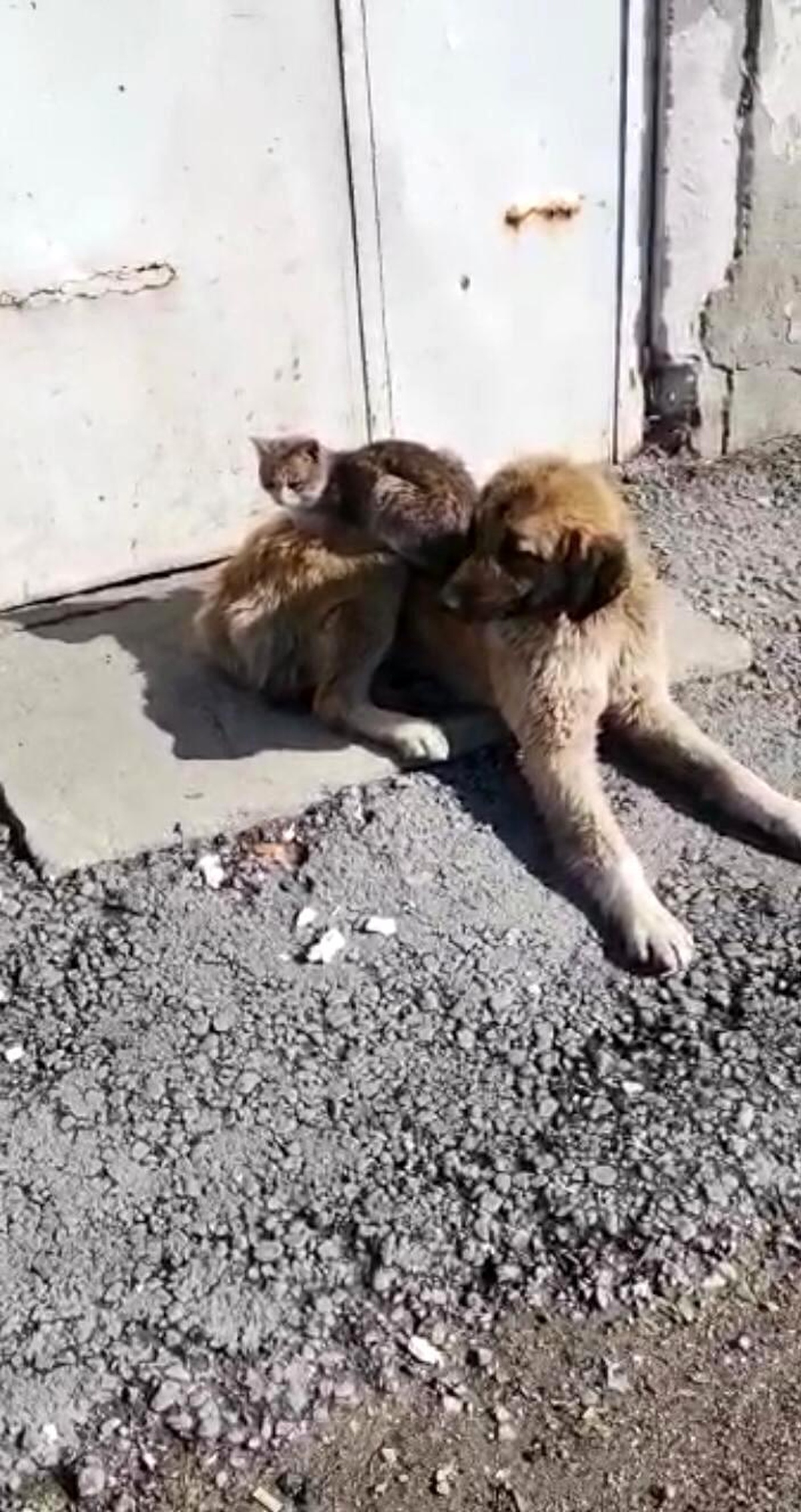 Ağrı\'da kedi ve köpeğin gülümseten dostluğu