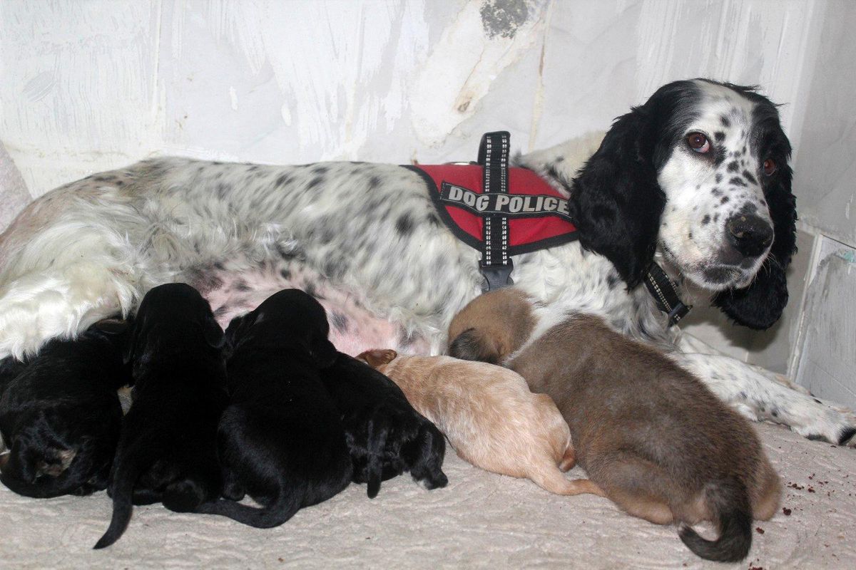 Av köpeği, pitbull cinsi köpeğe anne oldu