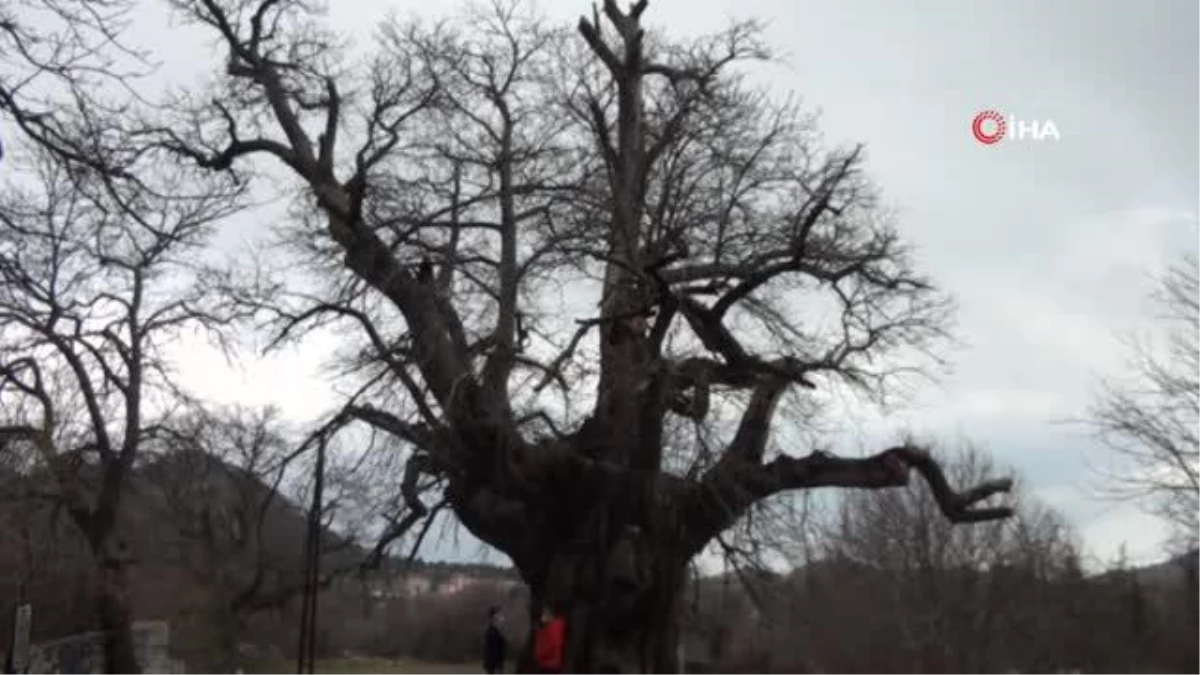 Bin 100 yıllık \'tescilli kestane ağacı\' hüzünlü hikayesi ile ilgi çekiyor