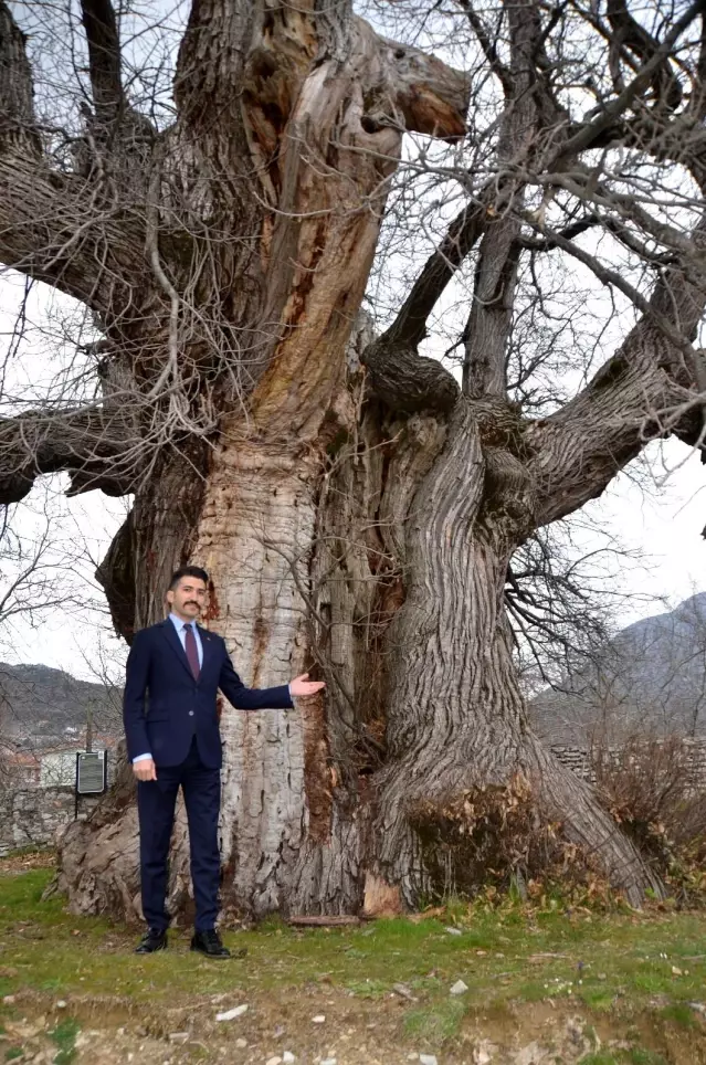 Bin 100 yıllık tescilli kestane ağacı tarihe tanıklık ediyor