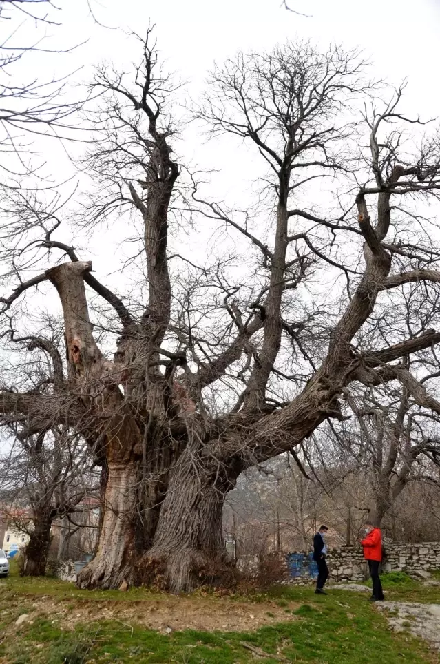 Bin 100 yıllık tescilli kestane ağacı tarihe tanıklık ediyor