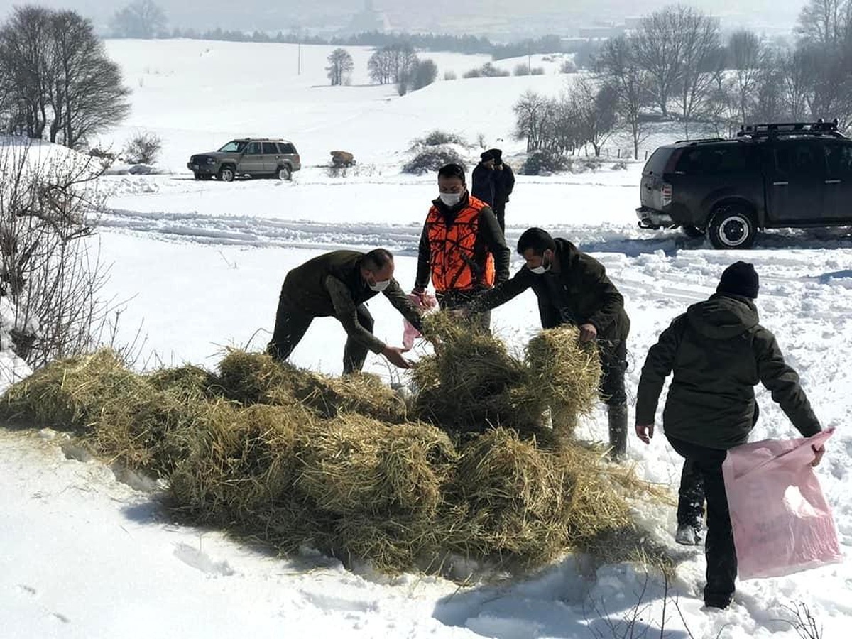 Bolu\'da yaban hayvanlarına 35 ton yem bırakıldı