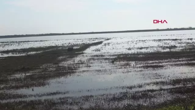 HATAY Meraları su altına kalan çobanlar, hayvanlarını otlatacak yer bulamıyor