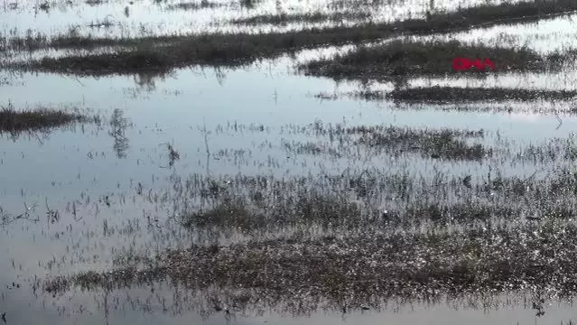 HATAY Meraları su altına kalan çobanlar, hayvanlarını otlatacak yer bulamıyor