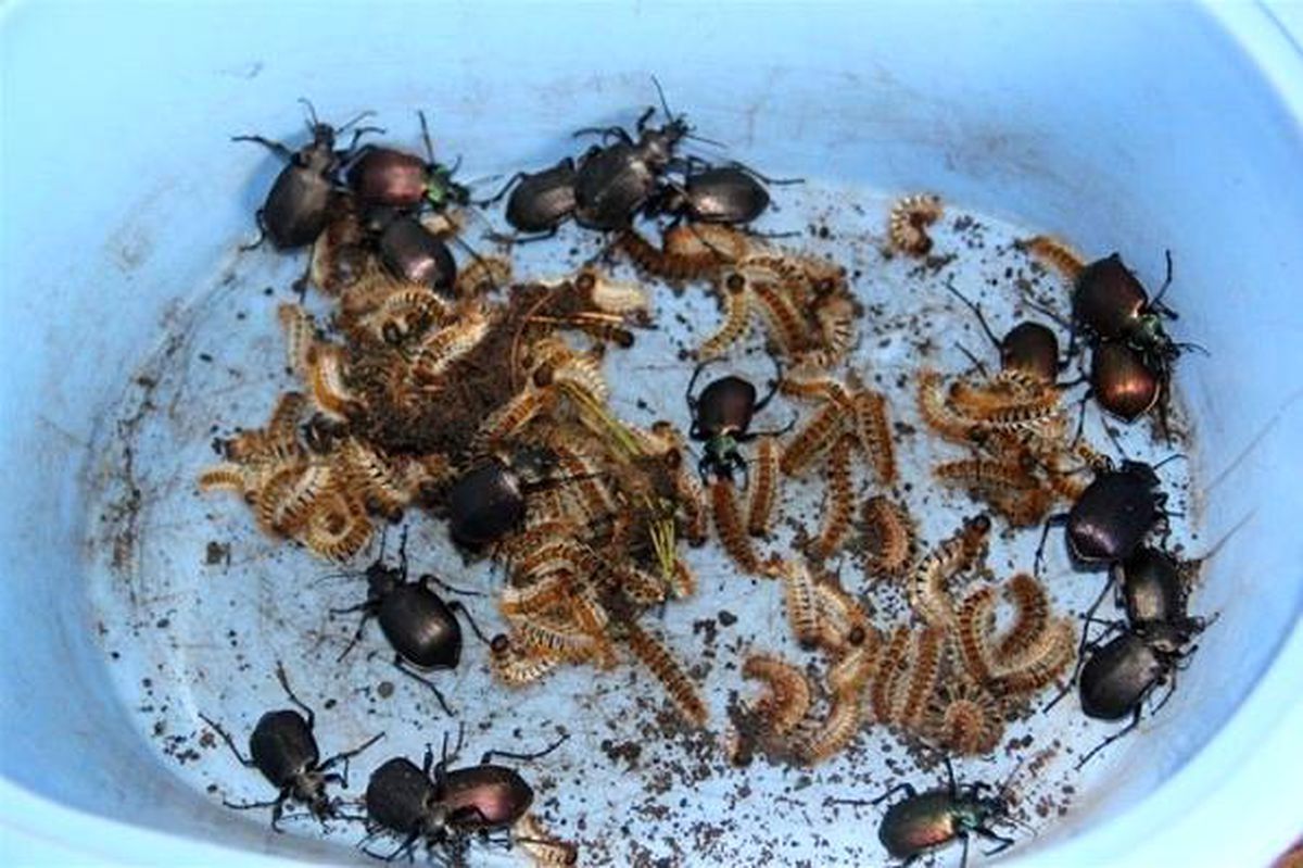 Isparta\'da biyolojik mücadele kapsamında 10 bin adet terminatör böcek yetiştirilecek