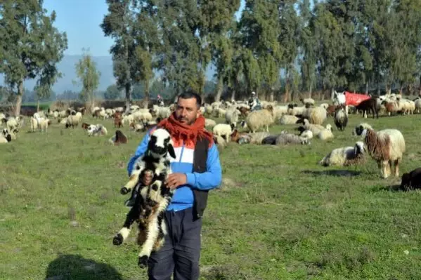 HATAY Meraları su altına kalan çobanlar, hayvanlarını otlatacak yer bulamıyor