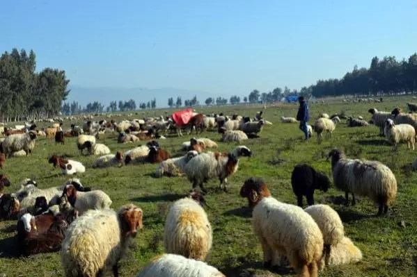 HATAY Meraları su altına kalan çobanlar, hayvanlarını otlatacak yer bulamıyor