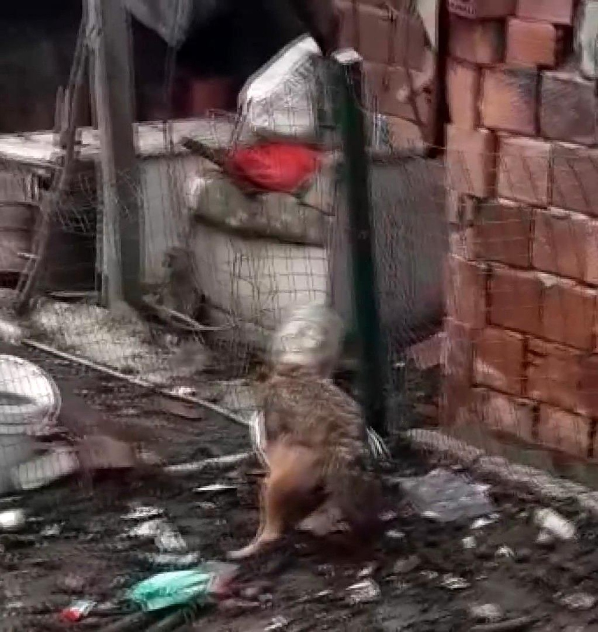 Yiyecek aramaya gelen tilkinin başına gelmeyen kalmadı
