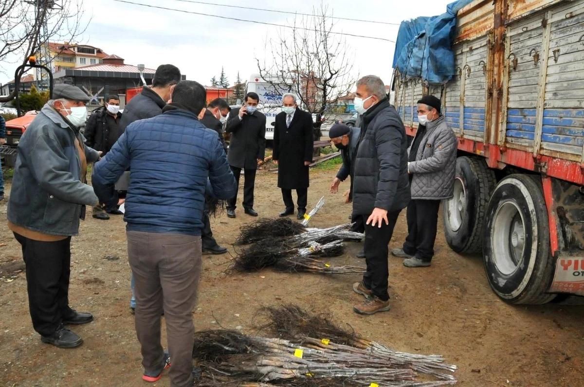 Konya Büyükşehir Belediyesi, Akşehir\'de sertifikalı ceviz fidanı dağıttı