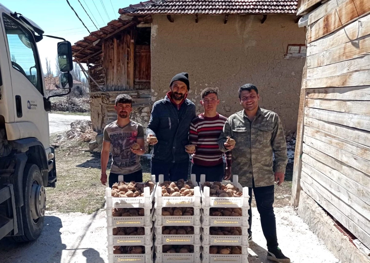 Biyolojik mücadele için Korkuteli\'de patates yetiştirilecek