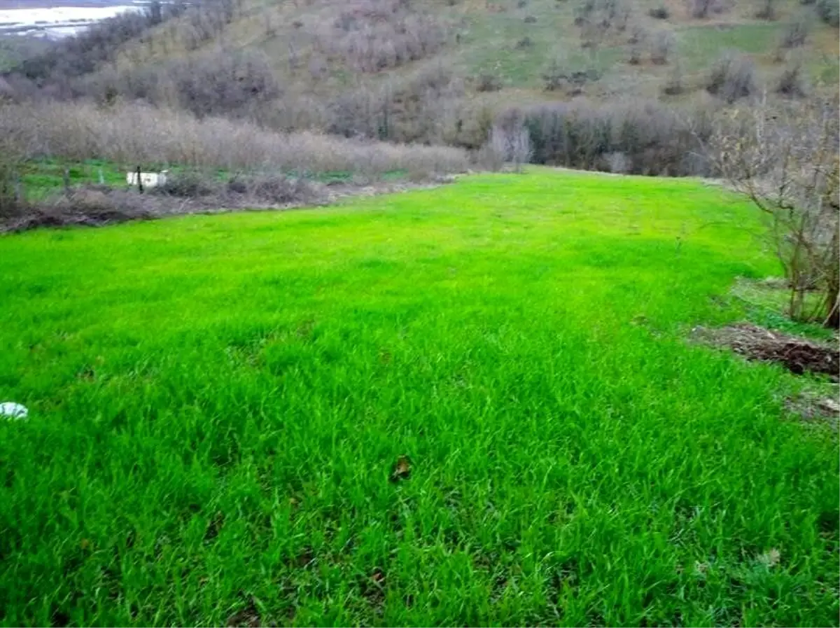 Hayvanları doyuracak bitkiler tarlaları yeşertti