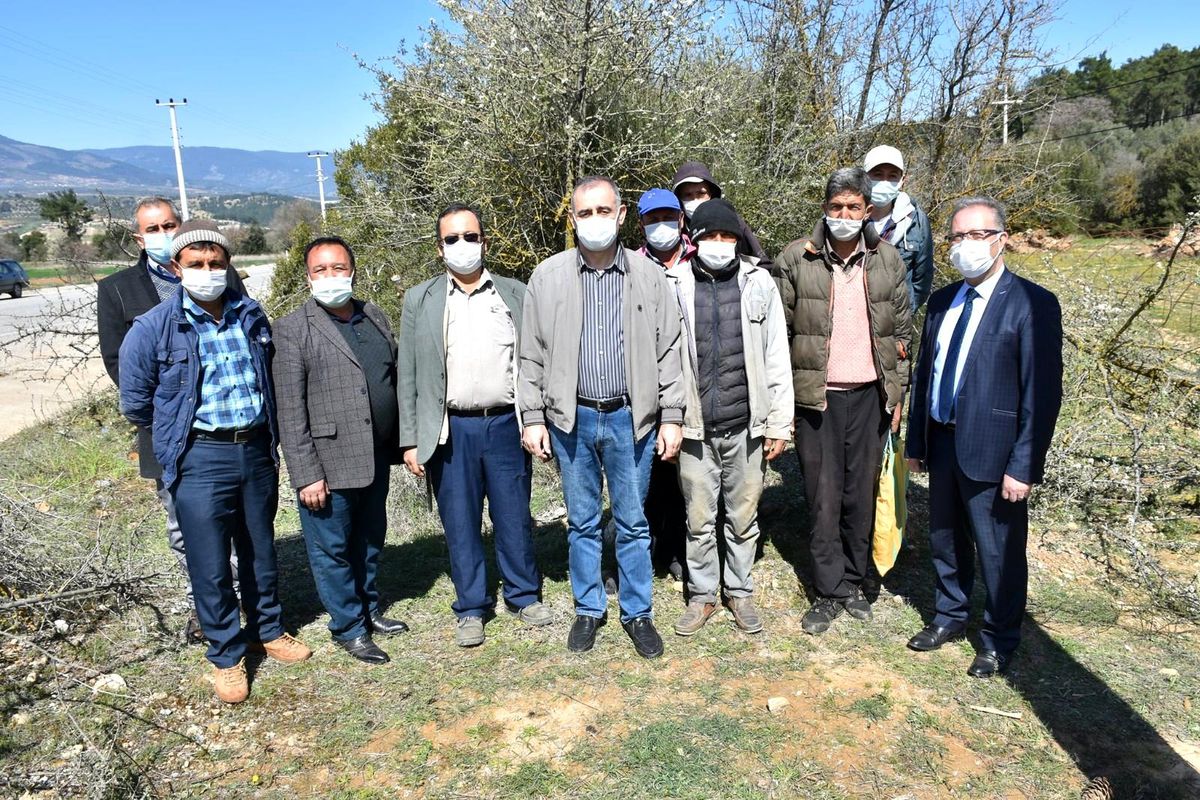 Karacasu\'da 12 bin ahlat ağacı aşılanıyor
