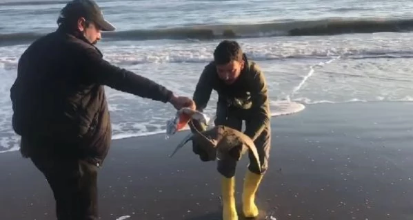 Kıyıya vuran 'mandabaş vatozu' denize bırakılarak, hayata döndürüldü