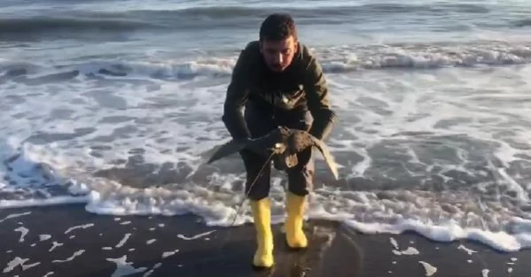 Kıyıya vuran 'mandabaş vatozu' denize bırakılarak, hayata döndürüldü