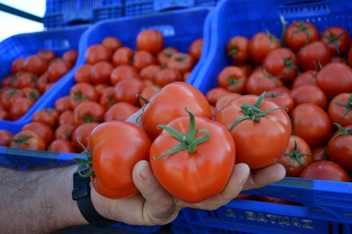 Muğla\'da domates üreticisi kotanın kaldırılmasını istiyor