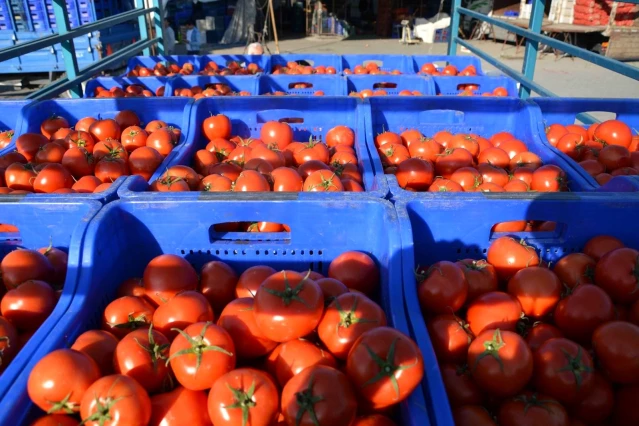 Muğla'da domates üreticisi kotanın kaldırılmasını istiyor
