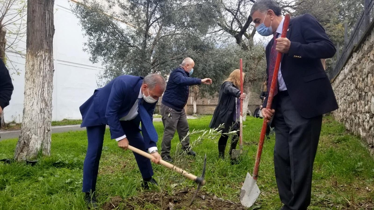 Okul bahçesinde Yunus Emre Hatıra Zeytin Fidanlığı