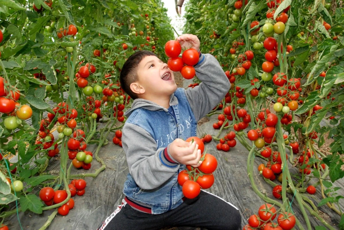 Silifke\'de 30 bin ton örtü altı domates rekoltesi bekleniyor