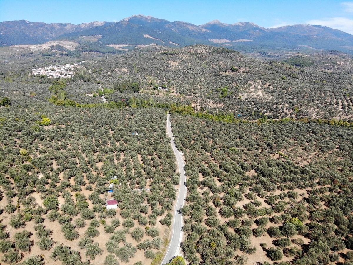 Son dakika haberleri... Zeytin ağaçlarında soğuklama süresi eksik kaldı