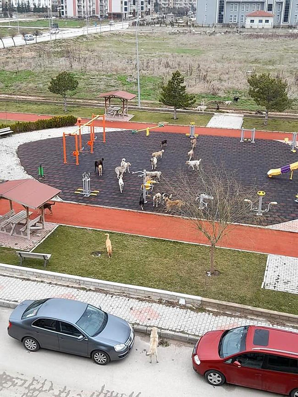 Çocuklar için yapıldı, köpekler kullanıyor