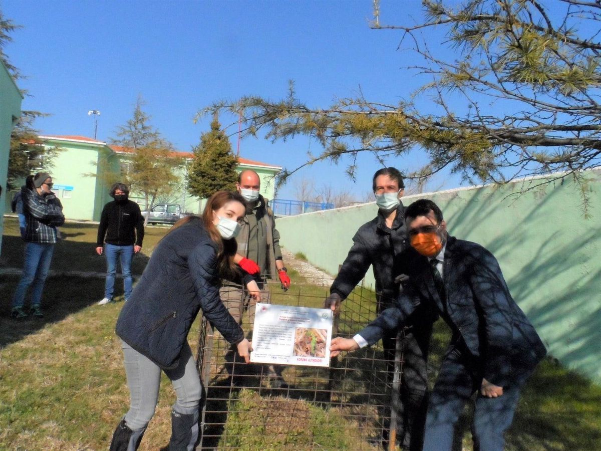 Kırklareli\'nde "Kırmızı orman karıncaları" koruma altına alındı