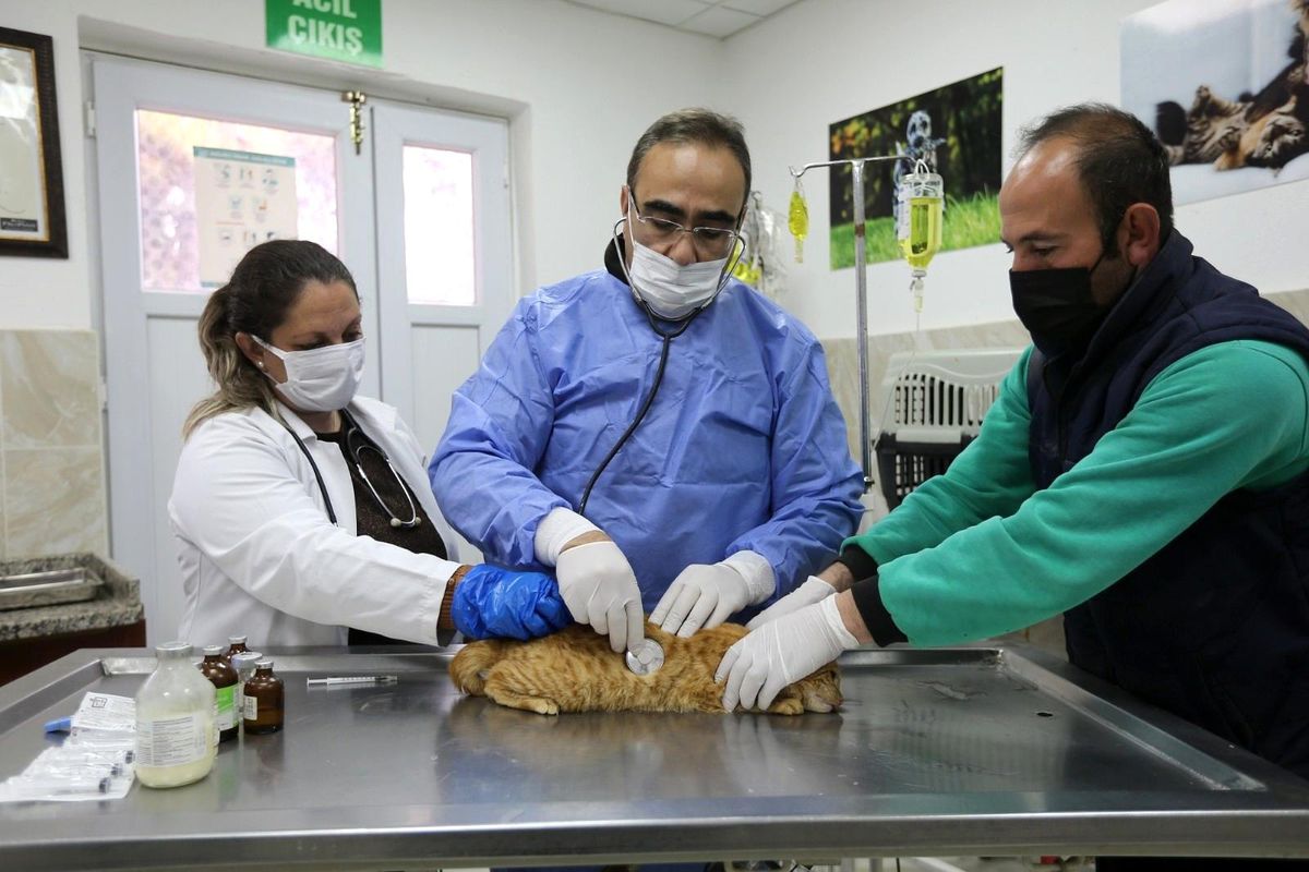 Sokakta yaralı haldeki kediye Gaziantep Büyükşehir Belediyesi sahip çıktı