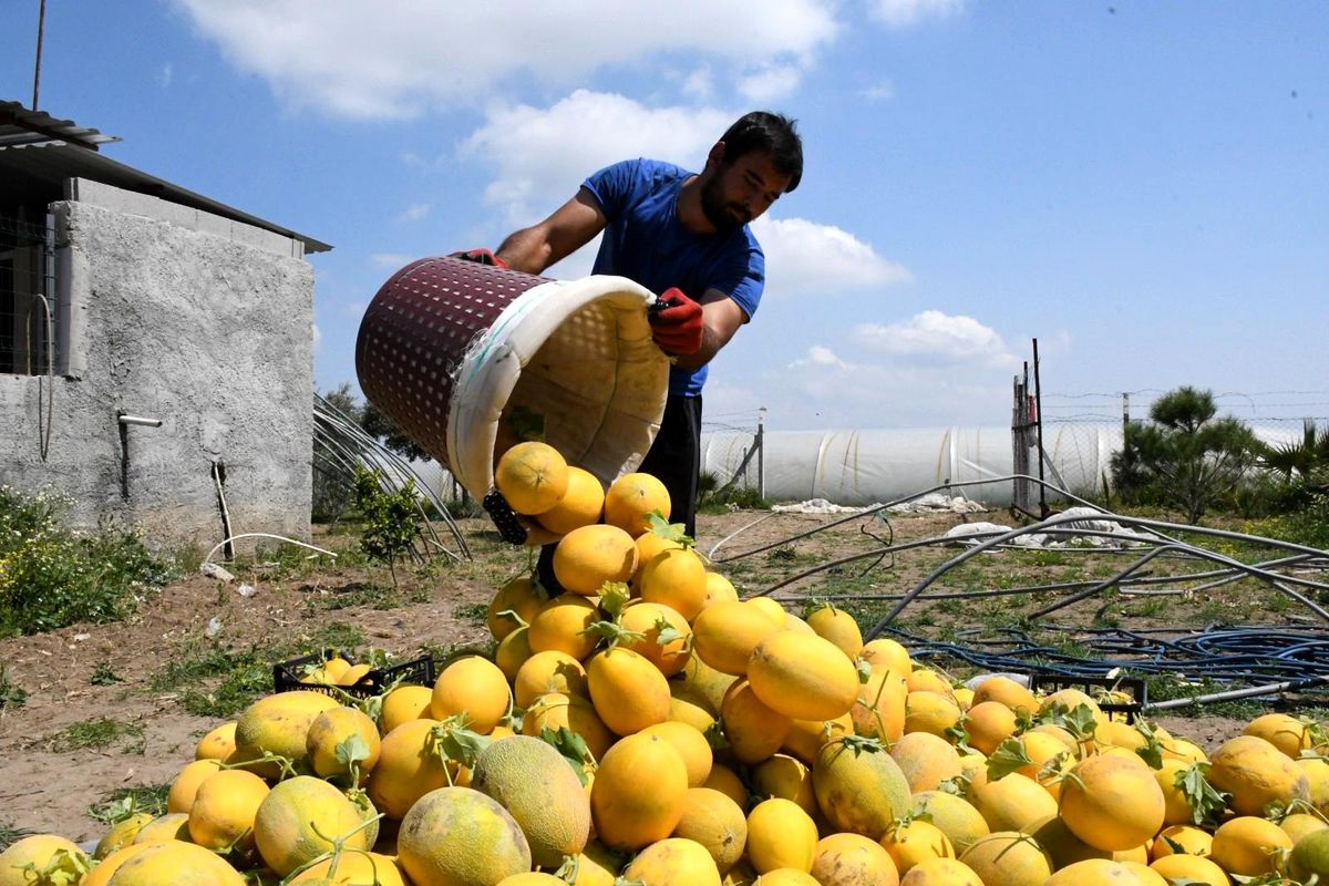 Çukurova\'nın ilk kavun hasadı Mersin\'de yapıldı