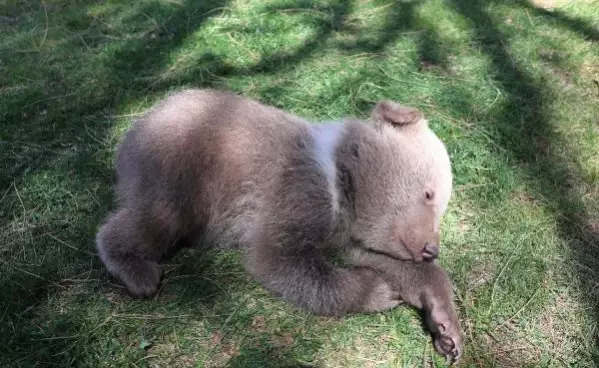 Gaziantep Hayvanat Bahcesi Nde Dunya Sokak Hayvanlari Gunu Kutlandi Son Dakika