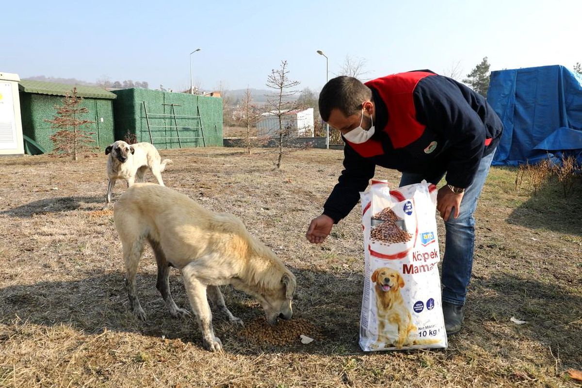 İlkadım\'da kısıtlamada sokak hayvanları unutulmadı