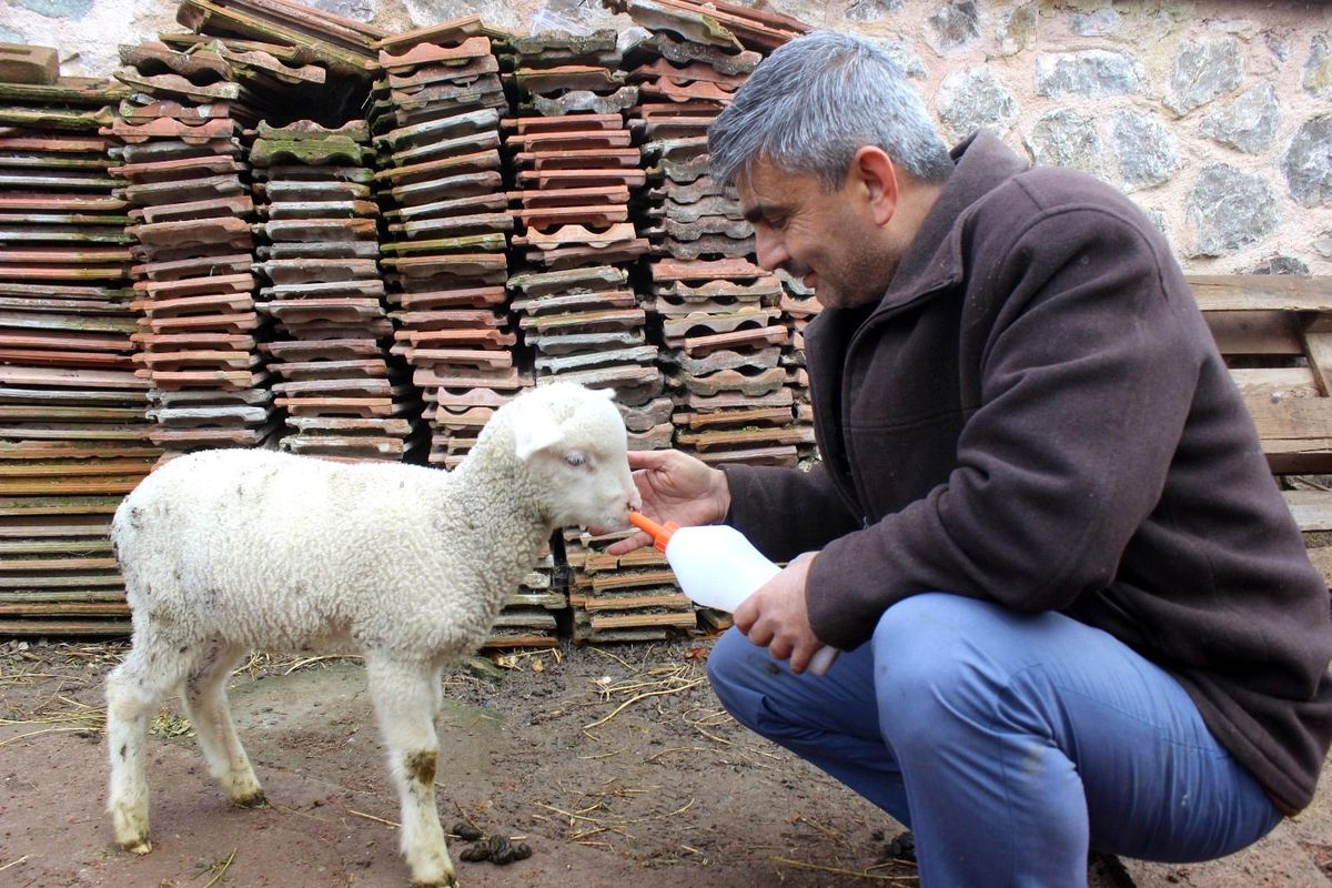 İmamla kuzunun sevimli dostluğu