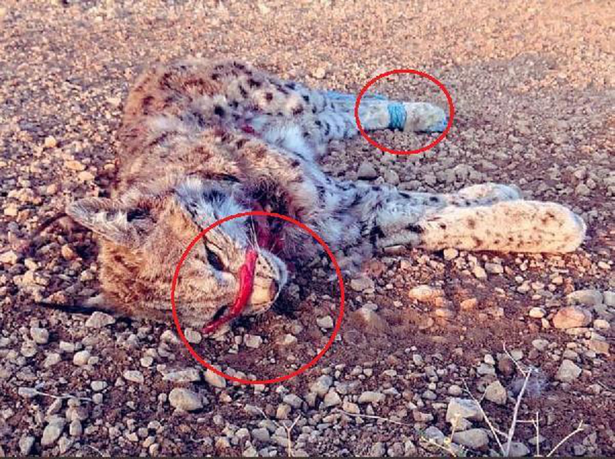 Son dakika! Niğde\'de nesli tükenmekte olan vaşak, ağzı ve elleri bağlanmış ölü bulundu