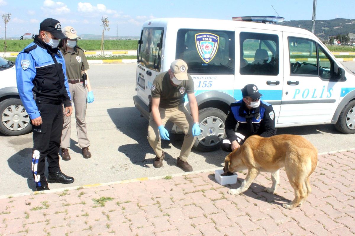 Son dakika! Polis ekipleri sokak hayvanlarının karnını doyurdu