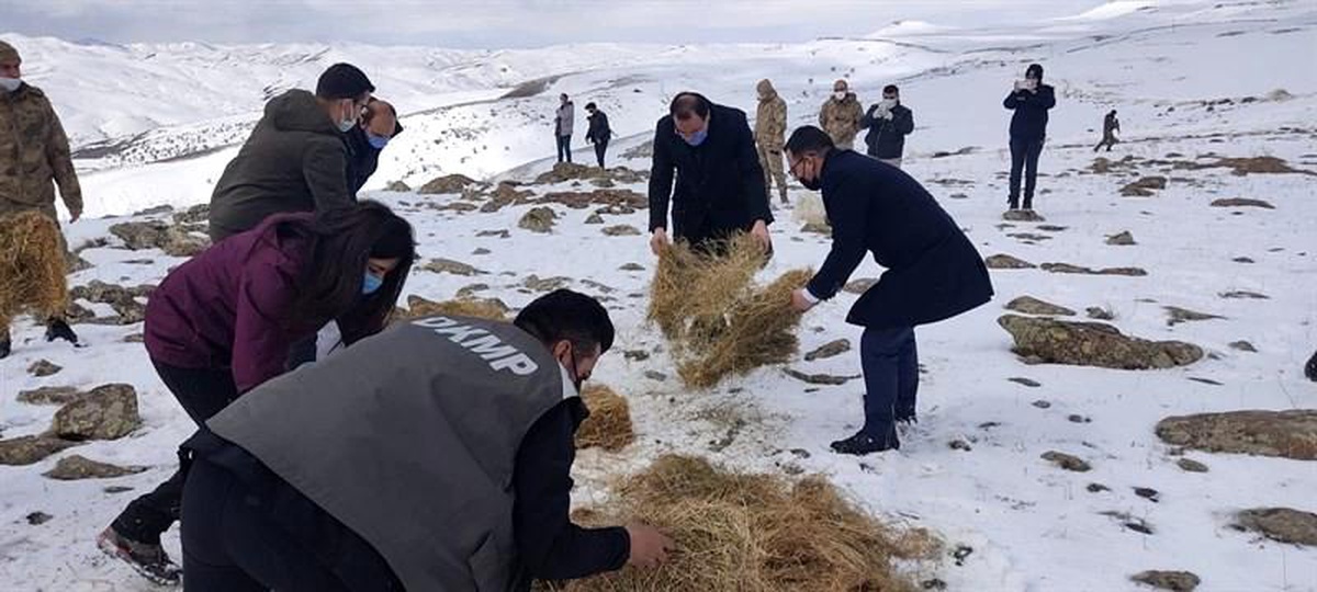 Yaban hayvanları için yemleme çalışması sürüyor