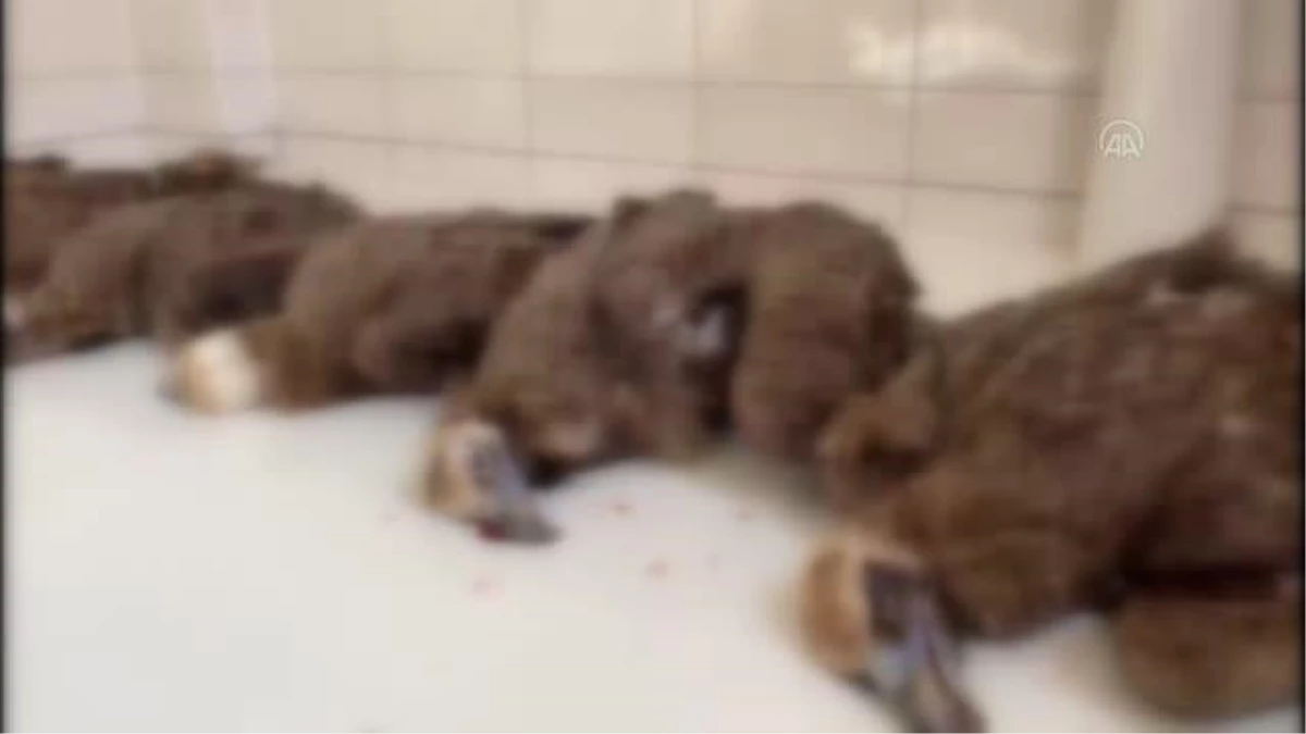 AFYONKARAHİSAR - Koruma altındaki 7 kara akbaba ölü bulundu
