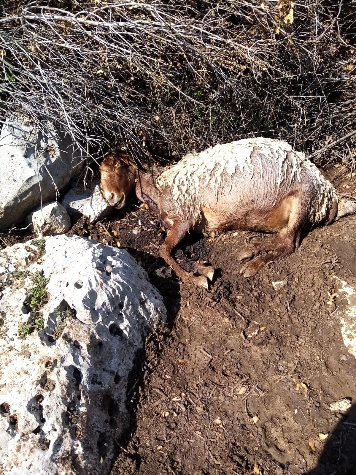 Başıboş köpekler üç koyunu telef etti