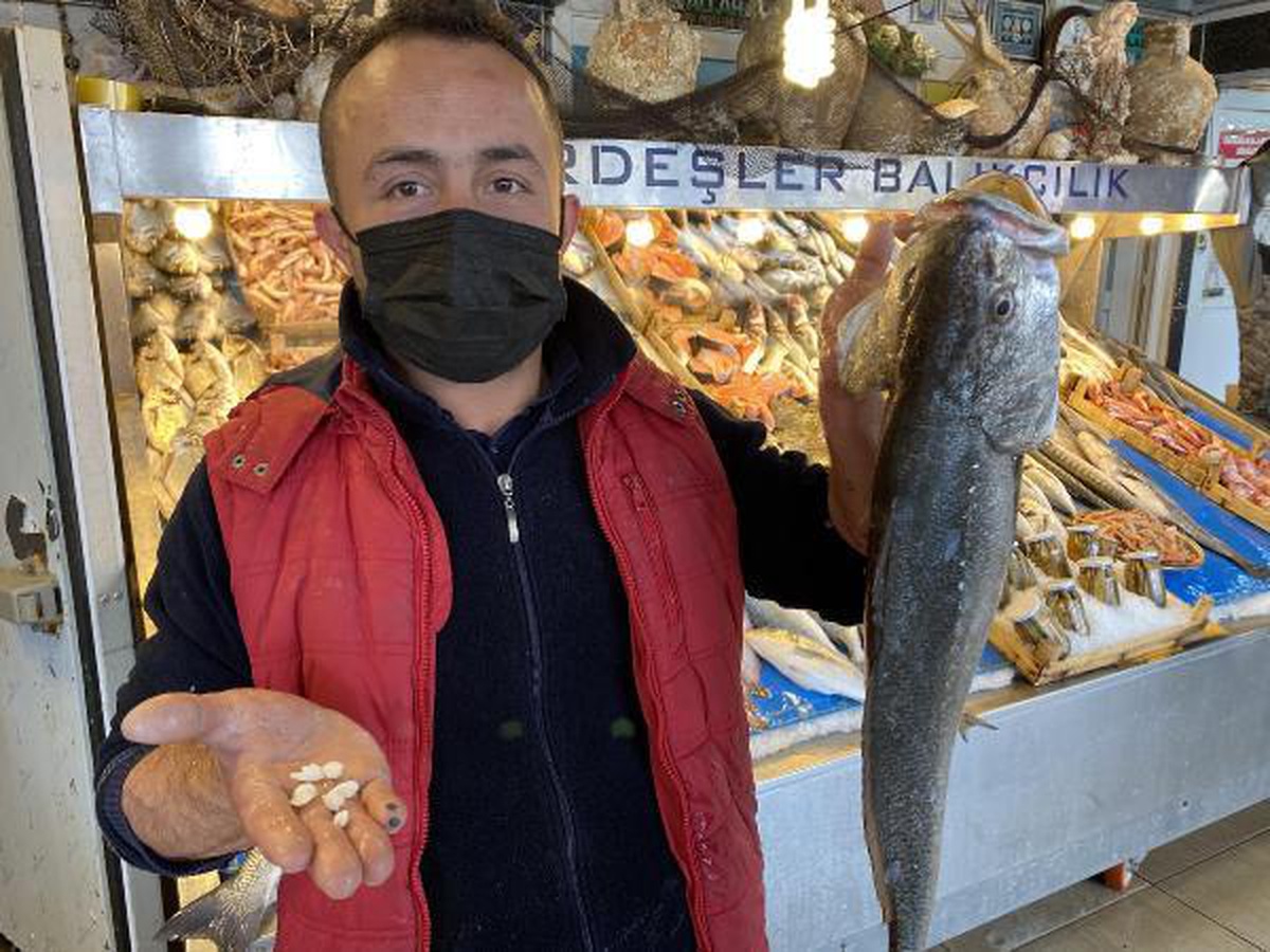 Böbrek hastalığına iyi geldiği öne sürülen kaya levreği taşı için uzmanlar uyardı