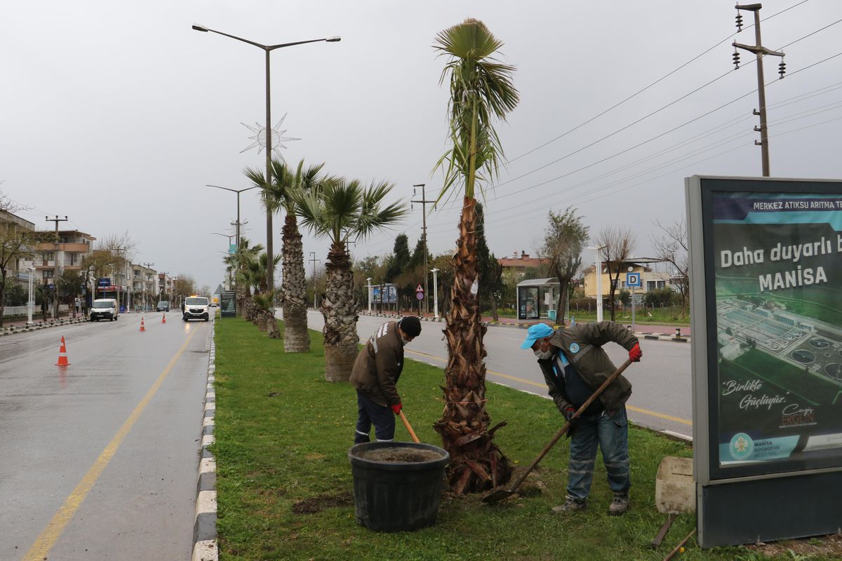 Devrilen ağaçların yerine yeni ağaçlar dikiliyor