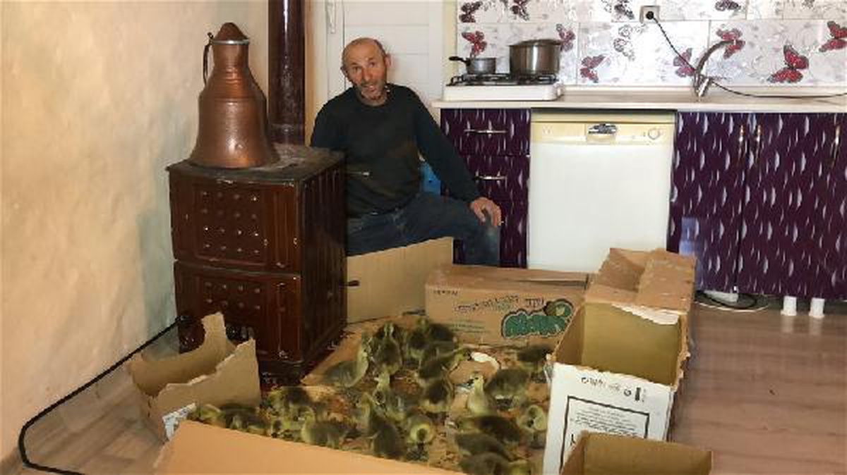 Kars\'ın ünlü kazlarının bakımı, beslenmesi ve büyütülmesi çaba gerektiriyor