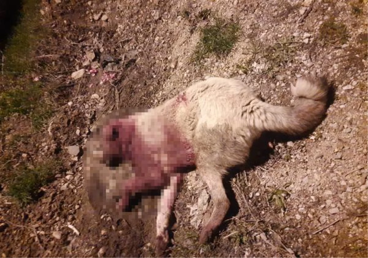 Son dakika haberi: Mersin\'de 2 çoban köpeği, av tüfeğiyle vurularak öldürüldü