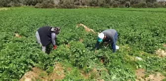 Örtü altına alınmayan patatesi don vurdu