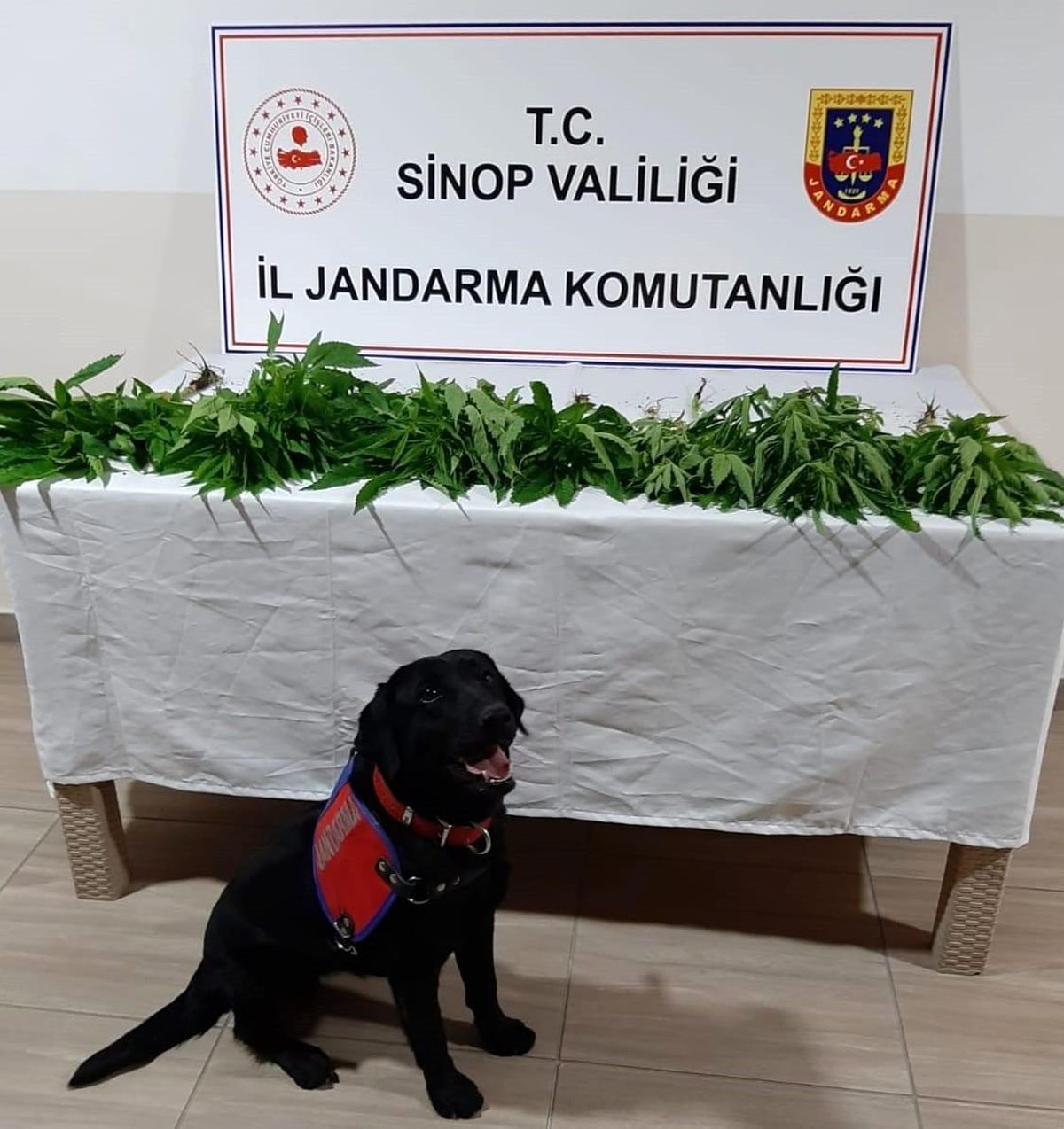 Son dakika! Sinop\'ta 9 kök kenevir ele geçirildi