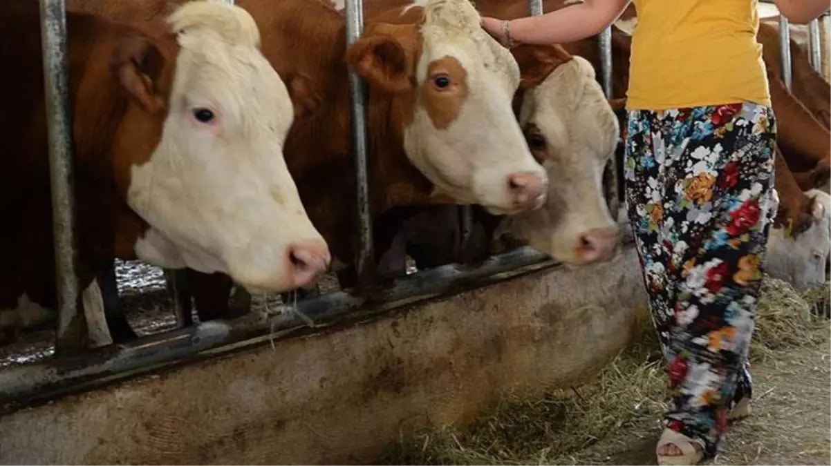 Tarım Kredi Kooperatifleri\'nin süt üreticilerine "yem satın alma" baskısı uyguladığı iddiası