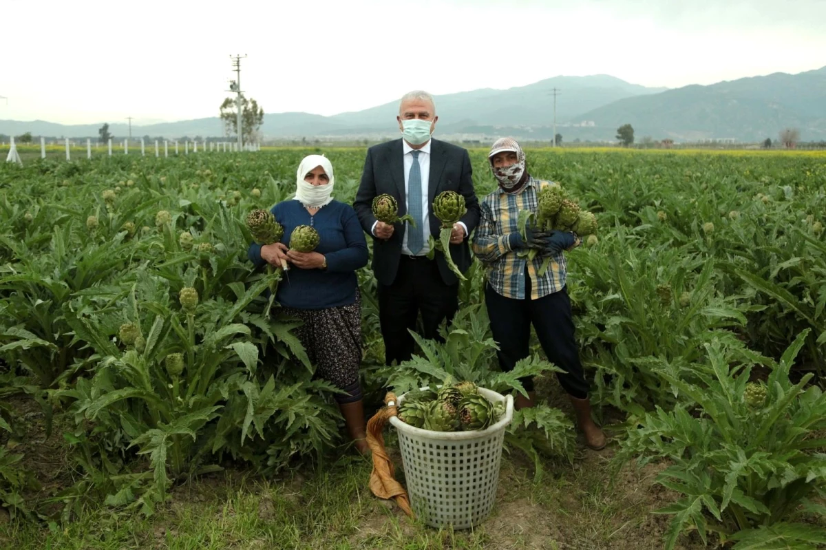 Başkan Atay, enginar hasadına katıldı