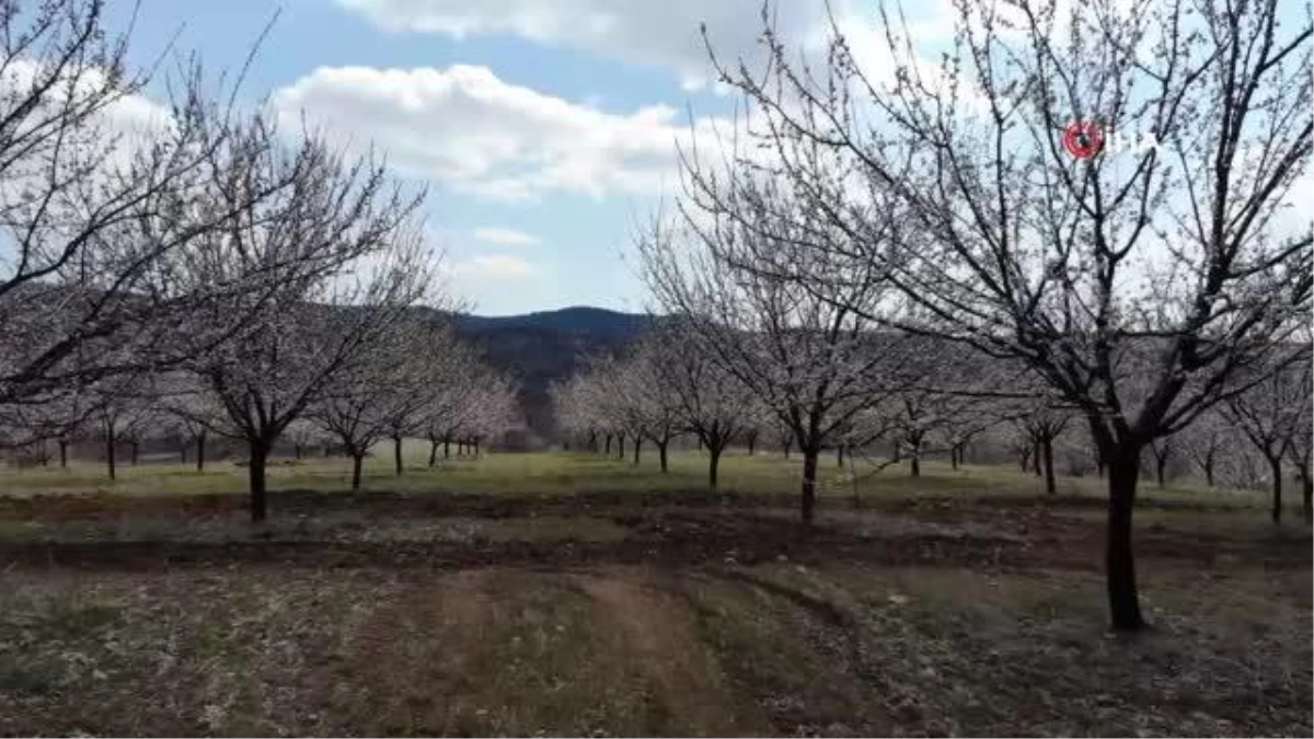 Elazığ\'da çiçek açan ağaçların görüntüsü mest etti