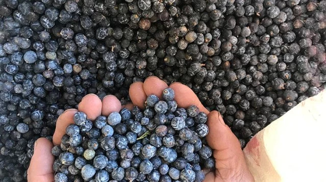 Her derde deva! Torosların zirvesinden toplayıp yağının 10 gramını 20 TL'den satıyorlar