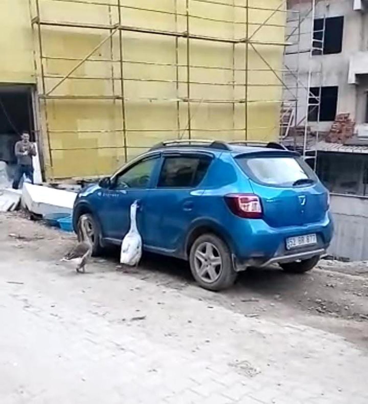 Otomobilin kapısını açmaya çalışan kazlar tebessüm ettirdi