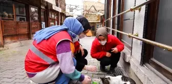 Safranbolu'dan Genç Kızılay faaliyete başladı